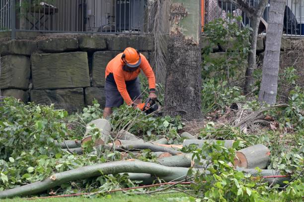 Best Dead Tree Removal  in Cushing, OK